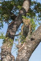 Leopard (Panthera pardus) in a marula tree (Sclerocarya birrea). Limpopo Province. South Africa