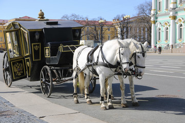 Naklejka na ściany i meble Horses in Saint Petersburg