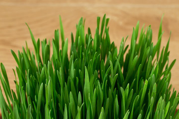 Green wheat sprouts