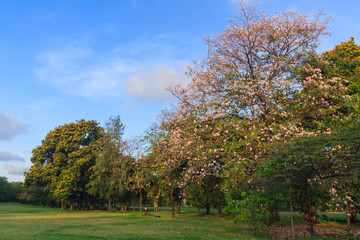 Pink Trumpet Tree in a park