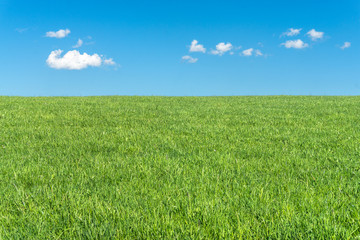 Obraz premium Green grass field with clear blue sky and white clouds