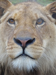 Lion face male