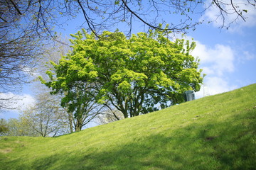 Green tree am Spring