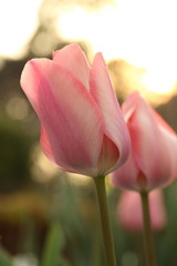 チューリップ