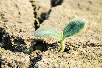 Green sprout grow on dry land,concept background