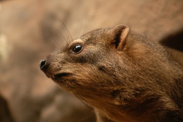 Animal zoo