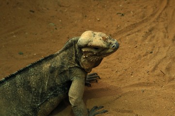 Lizard
