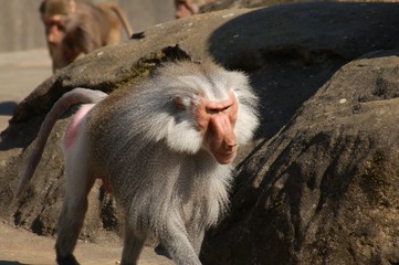 Monkey