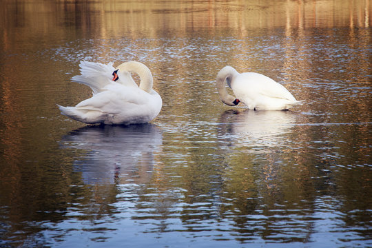 Couple of beautiful swans on the forest lake.