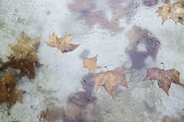 Iced water with leaves
