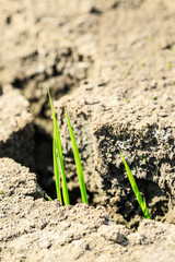 Green grass sprout grow on dry land,concept background