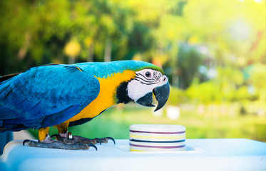 Parrot, lovely bird, animal and pet at natural park