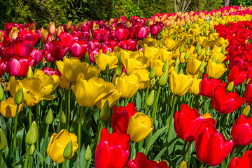 Obraz premium Beautiful tulips in the spring. A variety of spring flowers blooming in the beautiful garden. Landscape design - the flower beds of tulips. Skagit, Washington State, USA.