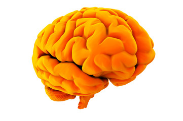 Orange brain on white background 3d render