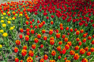 Beautiful tulips in the spring. A variety of spring flowers blooming in the beautiful garden. Landscape design - the flower beds of tulips. Skagit, Washington State, USA.