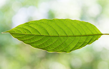 mitragyna speciosa korth a drug from plant.