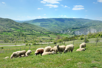 Fototapeta premium Sheep in nature grazing on a hill meadow