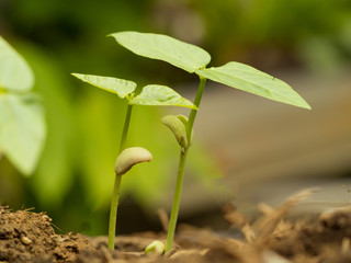 Two small green plant growing from fertile soil with germination seed. Growth and environment concept.