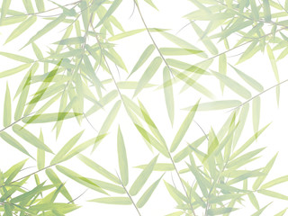 Green bamboo leaves in nature forest background.