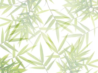 Wall murals Bamboo Green bamboo leaves in nature forest background.