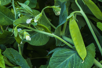 Pea plant