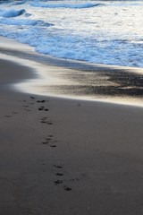Footprints and footprints in the sand of a beach