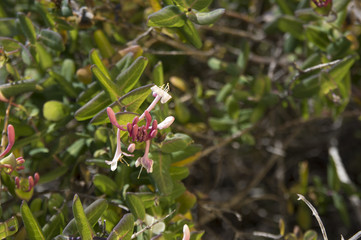 Naklejka premium Honeysuckle (Lonicera implexa)
