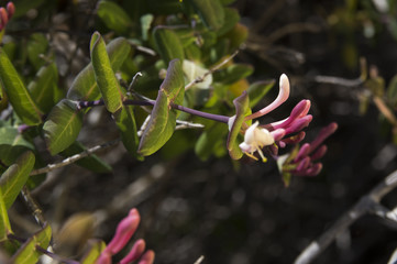 Honeysuckle (Lonicera implexa)