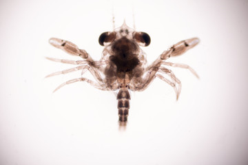 Crab larvae (zooplankton) in marine under microscope.