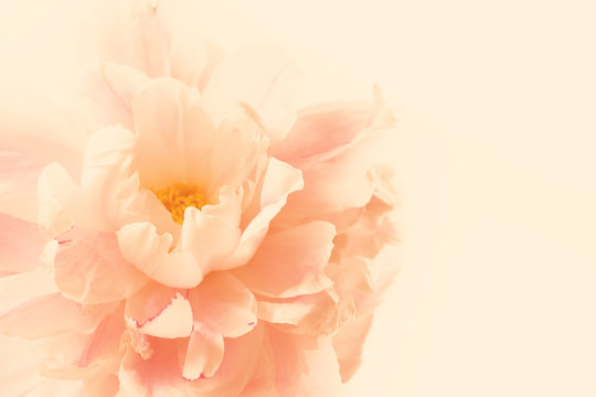 Fototapeta Delicate floral background with peony flower.