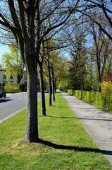 Weg mit Bäumen und Hecke