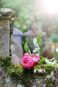 Friedhof, Allerheiligen, Allerseelen, Totensonntag, Grab, Rose, Sonnenstrahlen, Hochformat, Textraum, copy space