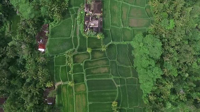 Top View of Rice Fields, Terraces, Village and Palm Trees