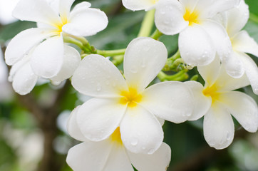 Close up white  plumeria or frangipani flowers with water drop in the park.