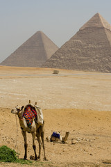 Camels at the Great Pyramids of Giza