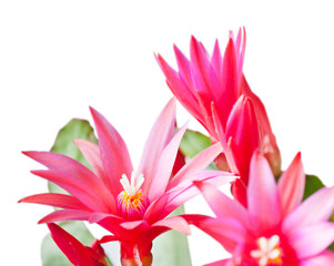 Red flowers of Schlumbergera, close up, on white background