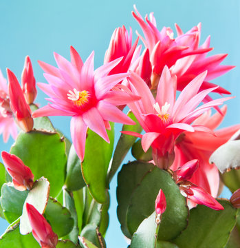 Red flowers of Schlumbergera, close up, against blue background