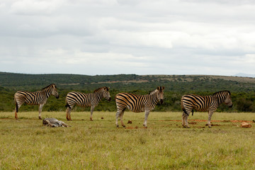 Fototapeta na wymiar Zebras standing and lying down, waiting for some water