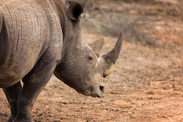 Obraz premium Rhinoceros