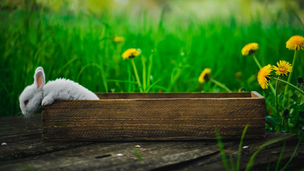 Little white rabbit sits in a box on a wooden board on a background of grass and yellow dandelions on a summer day, concept: a fluffy bunny in a box.