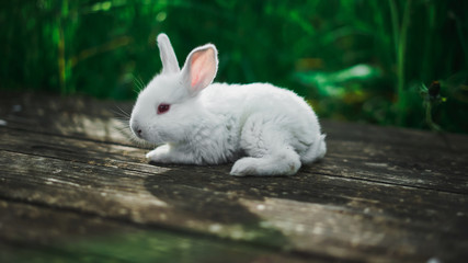 A small white rabbit lies on a blackboard against the grass background on a sunny day.