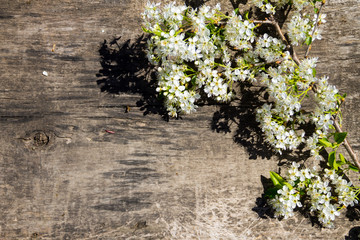 Spring flowering branch on wooden background with copy space