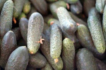 cucumber