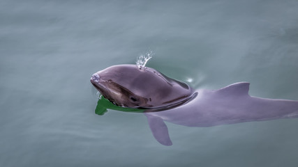 A little dolphin in the sea