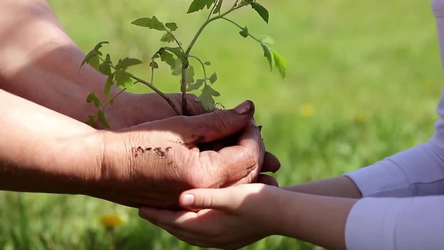 Hands of elderly woman and baby holding a young plant against a green natural background in spring. Ecology concept