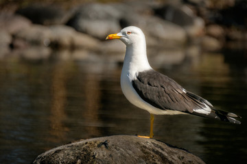 Portrait of a Lesser black-backed gull aka Larus Fuscus