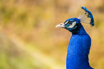 Close up of an Indian peafowl aka blue peafowl aka Pavo cristatus