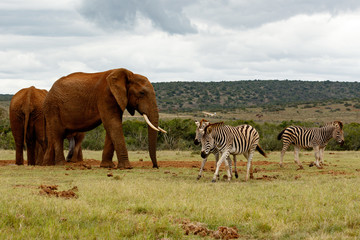 Elephants chasing the Zebras away