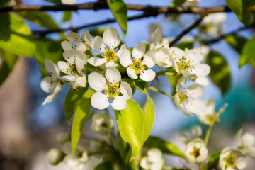 Branch of blossoming pear tree closeup