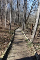 Obraz premium The sunlight on the dirt path in the forest.